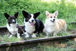 Groupe de Welsh Corgi Pembroke et Cardigan - Welsh Corgi Cardigan