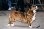 Zouzou - Photo de Welsh Corgi - Welsh Corgi Cardigan