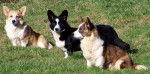 Photo de Welsh Corgi Pembroke et Cardigan - Welsh Corgi Cardigan