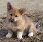 Chiot Pembroke de 2 mois : Chyphon - Welsh Corgi Cardigan (2 mois)
