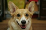 Photo Welsh Corgi Cardigan