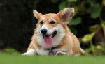 Photo Welsh Corgi Cardigan