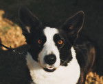 Photo Welsh Corgi Cardigan