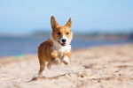 Photo Welsh Corgi Cardigan