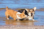 Photo Welsh Corgi Cardigan