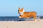 Photo Welsh Corgi Cardigan
