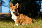 Photo Welsh Corgi Cardigan