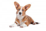 Photo Welsh Corgi Cardigan