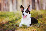 Photo Welsh Corgi Cardigan