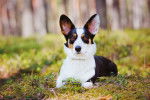 Photo Welsh Corgi Cardigan