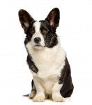 Photo Welsh Corgi Cardigan