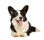 Photo Welsh Corgi Cardigan