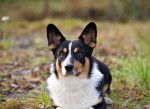 Photo Welsh Corgi Cardigan