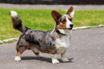 Photo Welsh Corgi Cardigan