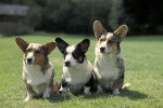 Photo Welsh Corgi Cardigan