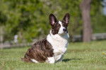 Photo Welsh Corgi Cardigan
