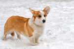 Photo Welsh Corgi Cardigan