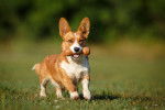 Photo Welsh Corgi Cardigan