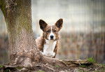 Photo Welsh Corgi Cardigan