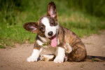 Photo Welsh Corgi Cardigan