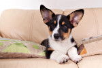 Photo Welsh Corgi Cardigan