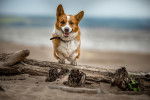 Photo Welsh Corgi Cardigan