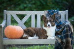 Photo Welsh Corgi Cardigan
