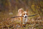 Photo Welsh Corgi Cardigan
