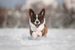 Photo Welsh Corgi Cardigan