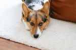 Photo Welsh Corgi Cardigan