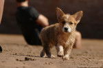 Photo Welsh Corgi Cardigan