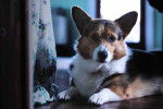 Photo Welsh Corgi Cardigan