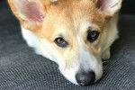 Photo Welsh Corgi Cardigan
