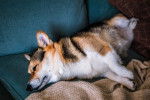 Photo Welsh Corgi Cardigan