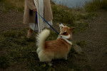 Photo Welsh Corgi Cardigan