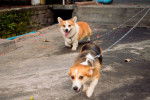 Photo Welsh Corgi Cardigan
