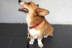 Photo Welsh Corgi Cardigan