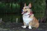 Photo Welsh Corgi Cardigan