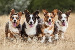 Quatre chiens Corgis, deux ont les yeux bleus et un a les yeux vairons
