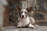 Photo Welsh Corgi Cardigan