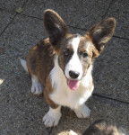 james - Welsh Corgi Cardigan M&acirc;le (5 mois)