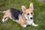 welsh corgi pembrock nommé \