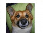 Victor, Welsh Corgi Cardigan - Welsh Corgi Cardigan