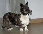Welsh Corgi Cardigan - Welsh Corgi Cardigan