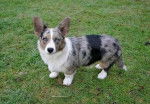 American Blue Dream de la Caverne des Anges - Welsh Corgi Cardigan
