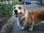 Photo Welsh Corgi Cardigan