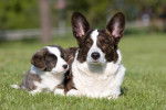 Photo Welsh Corgi Cardigan