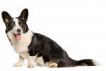 Photo Welsh Corgi Cardigan