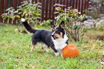 Photo Welsh Corgi Cardigan