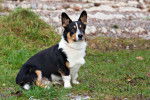 Photo Welsh Corgi Cardigan